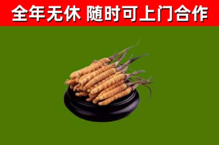 巴南烟酒回收冬虫夏草.jpg
